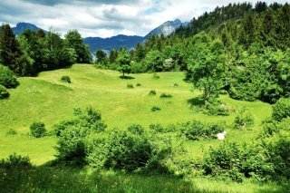 Malgré l'augmentation des paiements directs, l'embroussaillement des pâturages alpins augmente : c'est ce que révèle Agroscope dans une nouvelle étude. Agroscope